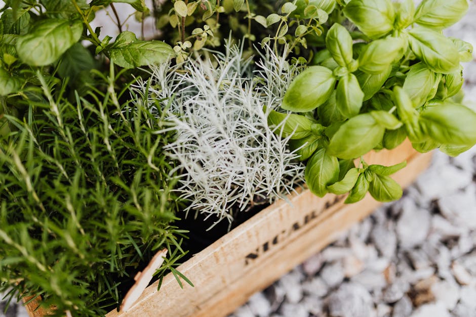 Growing Parsley in Pots and Containers