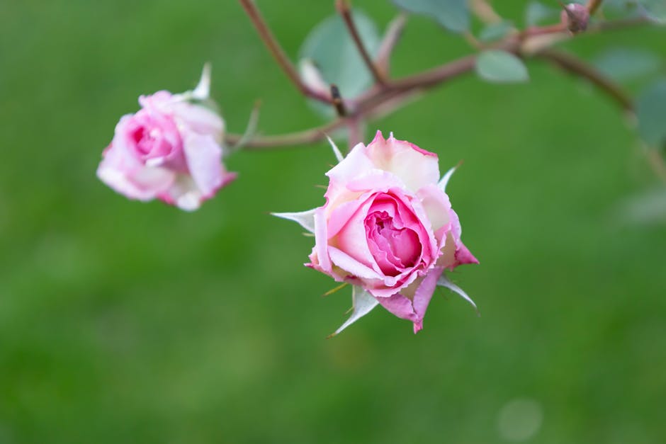 Guide to Cultivating and Maintaining Shrub Roses