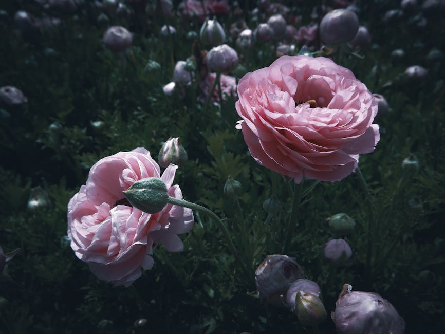 Guide to Growing and Caring for Ranunculus Flowers