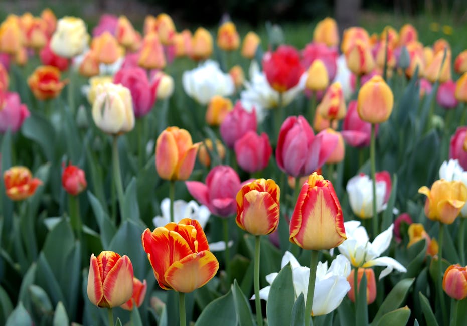 The Rapid Multiplication of Tulips