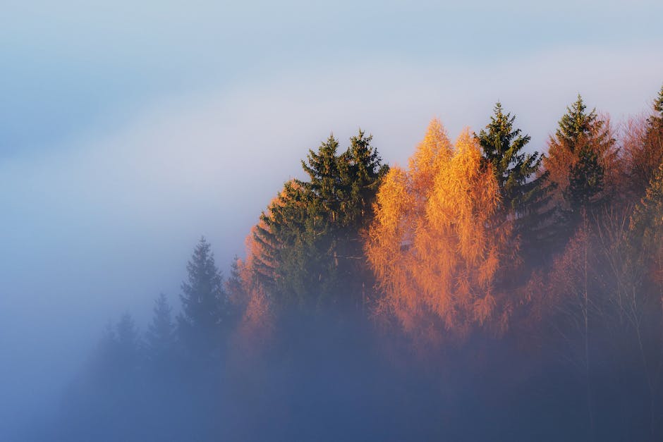 Top 9 Larch Varieties to Enhance Your Landscape