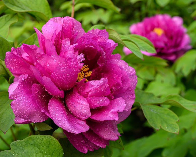 Types of Peony Flowers: A Comprehensive Guide