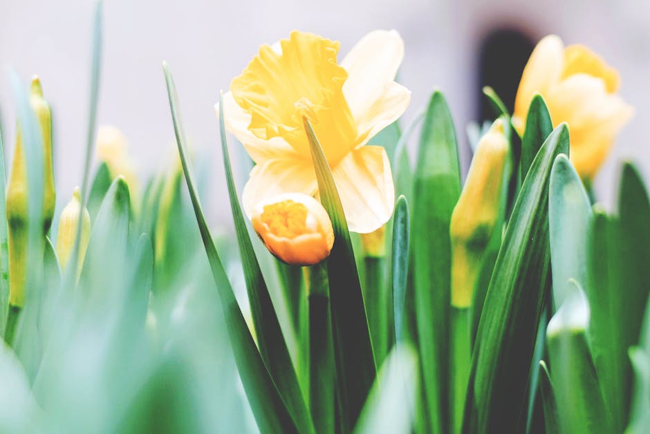 Understanding the Causes of Yellowing Daffodil Foliage