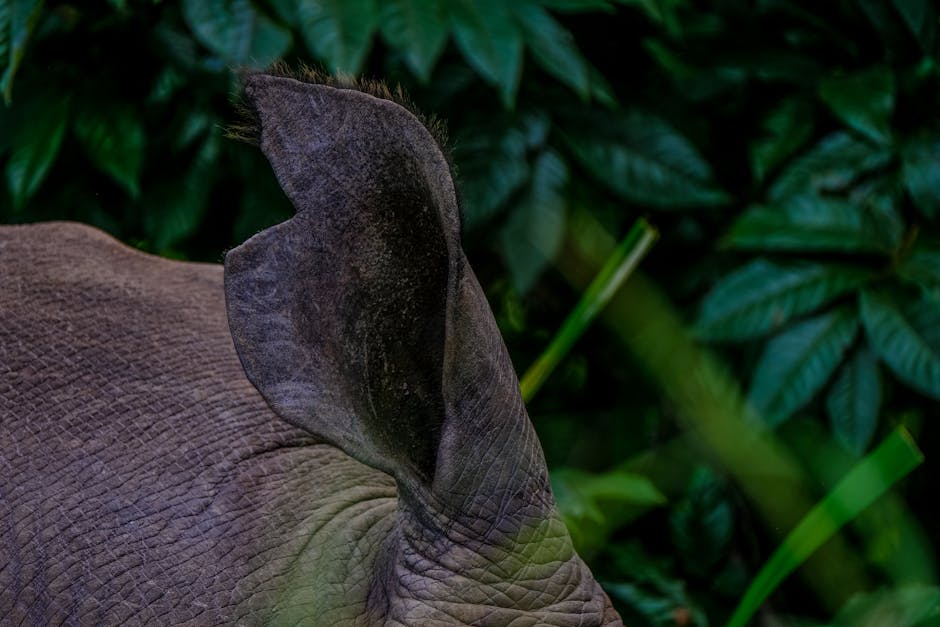 A Comprehensive Guide to Planting, Growing, and Caring for Elephant Ear Plants