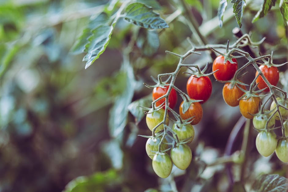 A Guide to Planting and Cultivating Beefsteak Tomatoes