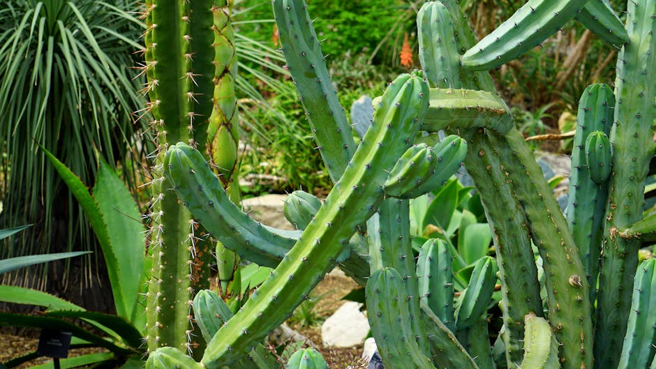 Best Plants to Grow in Arizona in May
