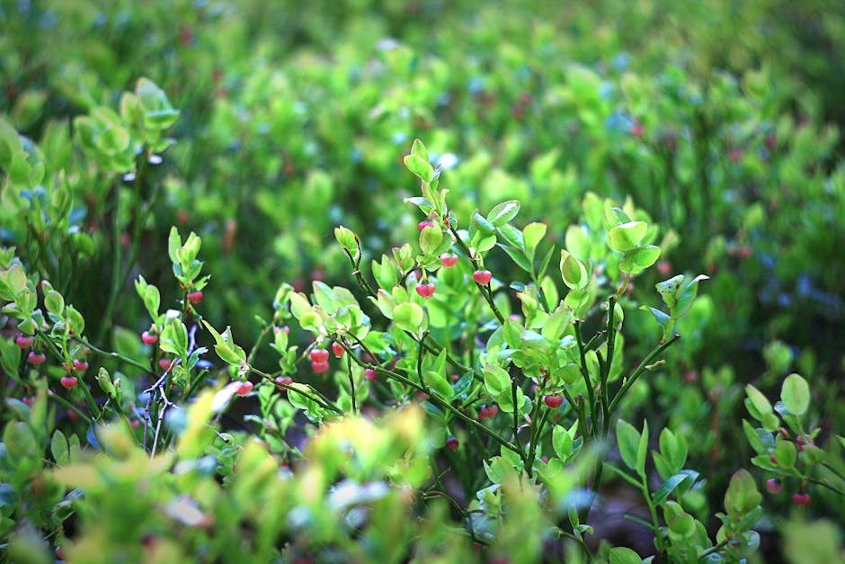 Best Practices for Fertilizing Blueberry Bushes