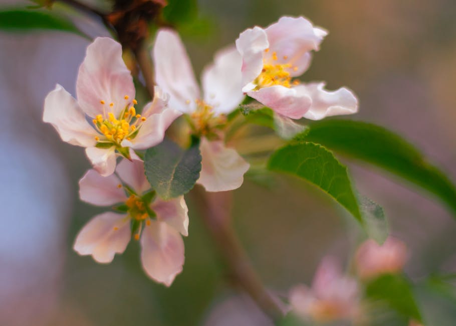 Blooming Beauties: Carla's Springtime Floral Display in Pennsylvania