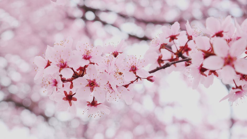 Blooming Beauty: Angie's Arkansas Garden in Full Spring Glory