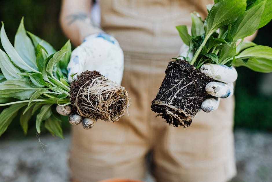 Essential Guide to Transplanting Seedlings and Plantlings