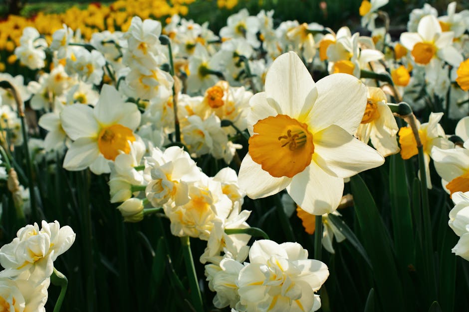 Exploring Lori's Garden: Tank Ponds and Spring Blooms