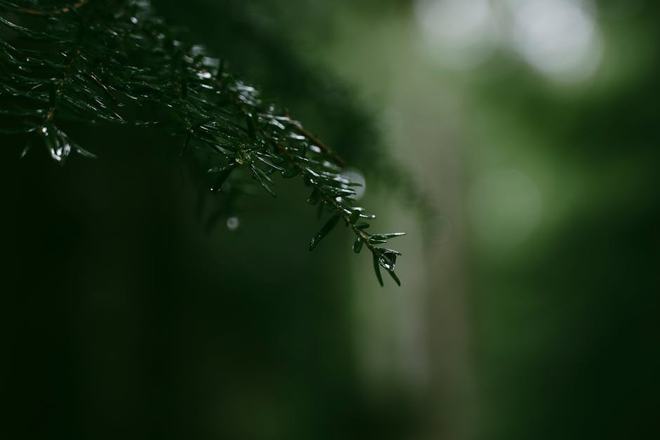 Exploring the Causes of Conifer Needle Drop