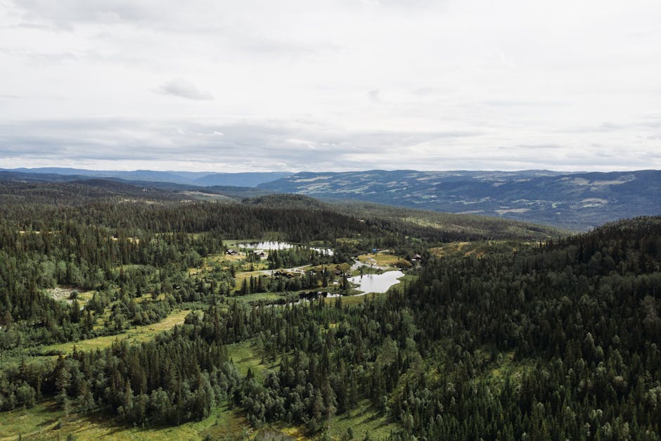 Growing and Maintaining Norway Spruce Trees
