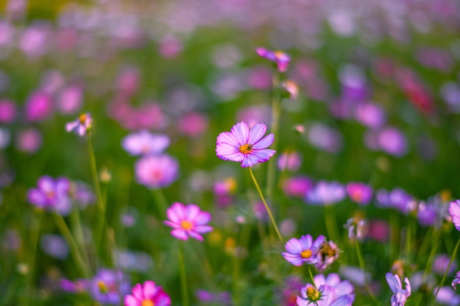 Growing Cosmos in Containers