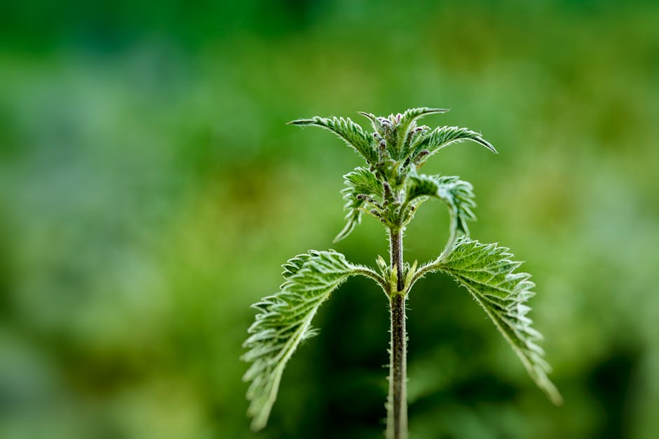 Growing Stinging Nettle in Your Garden