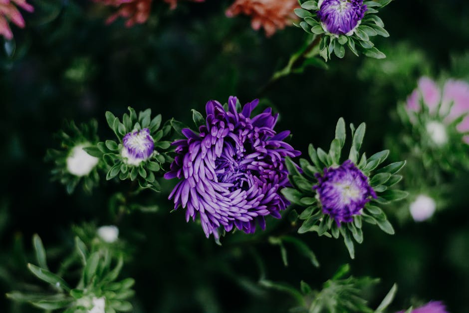 Guide to Cultivating Lush Aster Flowers