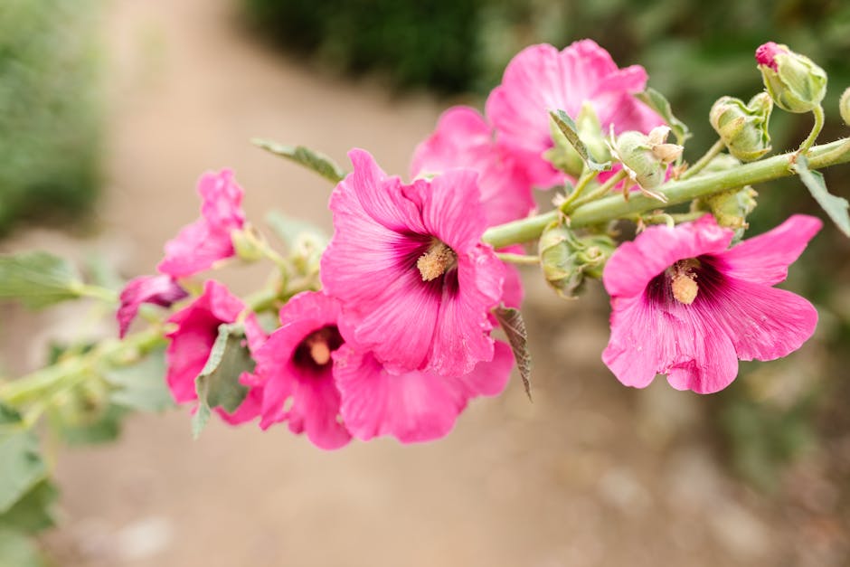 Guide to Growing and Caring for Hollyhock Flowers