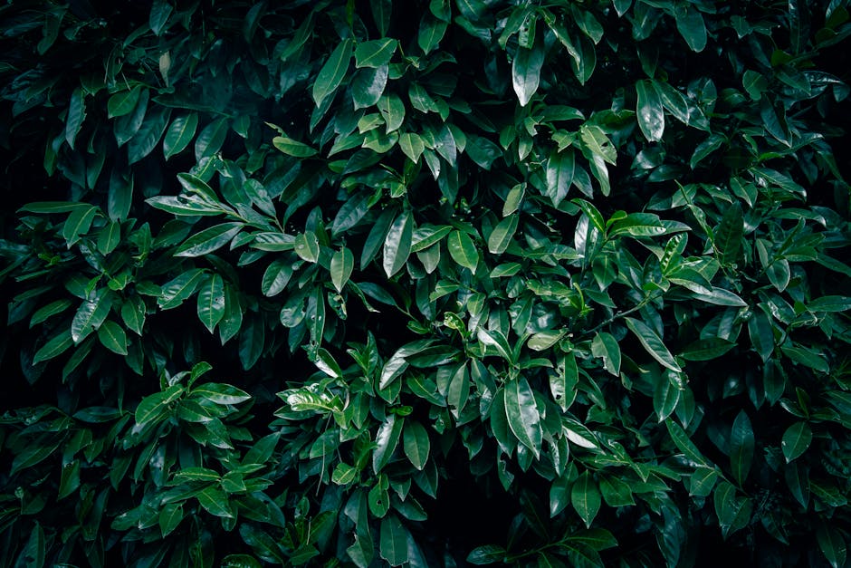 Master the Art of Transplanting a Bay Laurel Tree