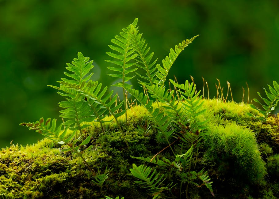 Mastering Epimedium: A Comprehensive Guide to Shade-Tolerant Groundcover