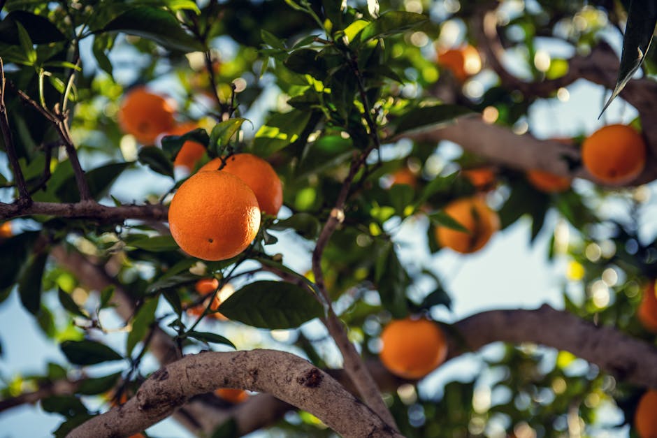 Protecting Citrus Trees from Sunburn