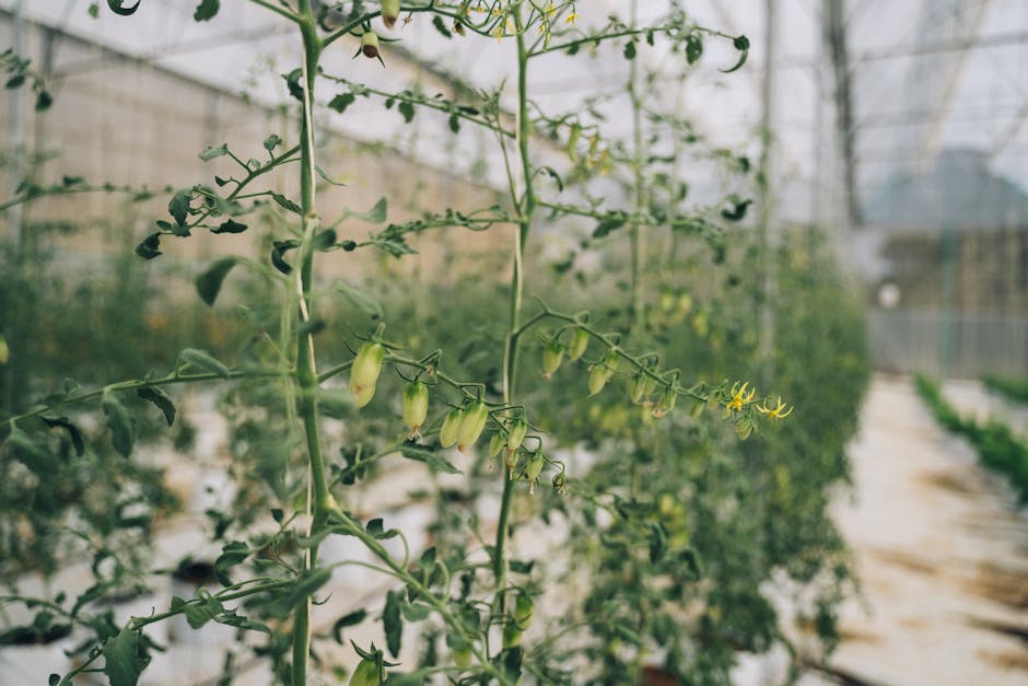 Tips for Growing Sweeter Tomatoes in Your Garden
