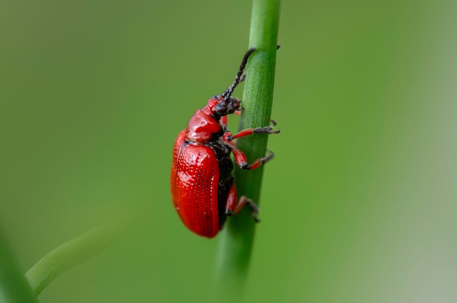 Tips for Recognizing and Managing Lace Bugs