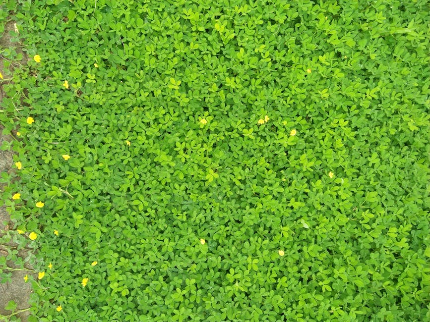 Tips for Thriving in Raised Garden Beds