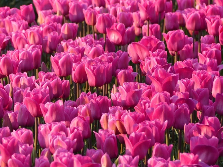 Top 21 Flowers for Mass Planting