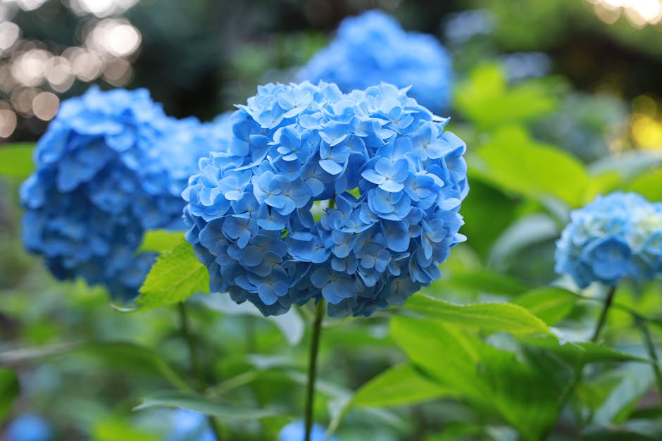 Troubleshooting: 7 Possible Causes for Your Hydrangea's Lack of Blooms