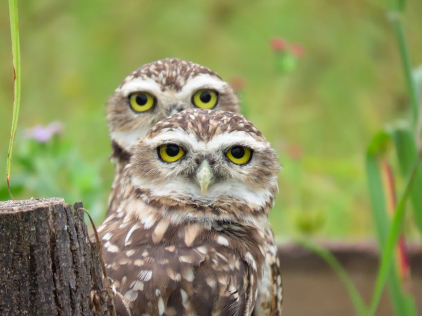 Wildlife Encounters: Foxes and Owls in the Garden