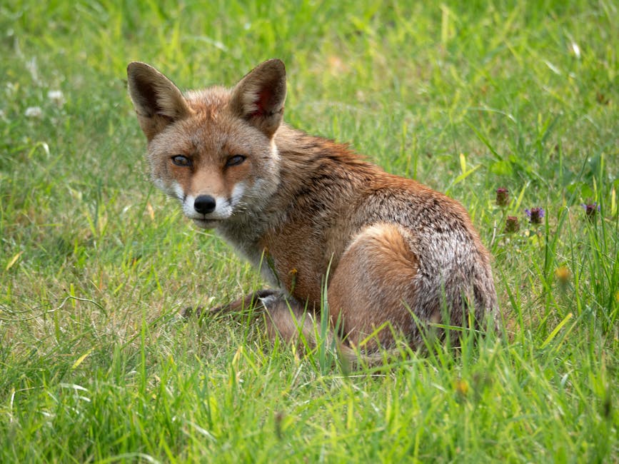 Wildlife in My Garden: Owls, Lizards, Finches, and Fox